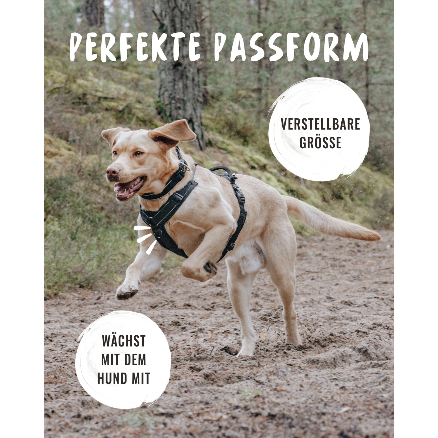 Hund mit Rudelkönig Hundegeschirr Paola, Größe L, gepolstert, verstellbar für optimalen Komfort.