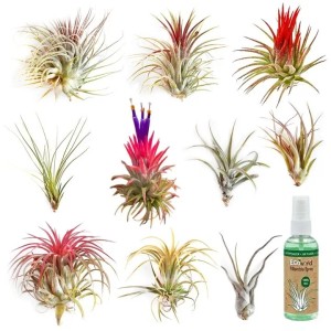 Vdvelde Tillandsia   10 Stück   Luftpflanzen   Inklusive Spray