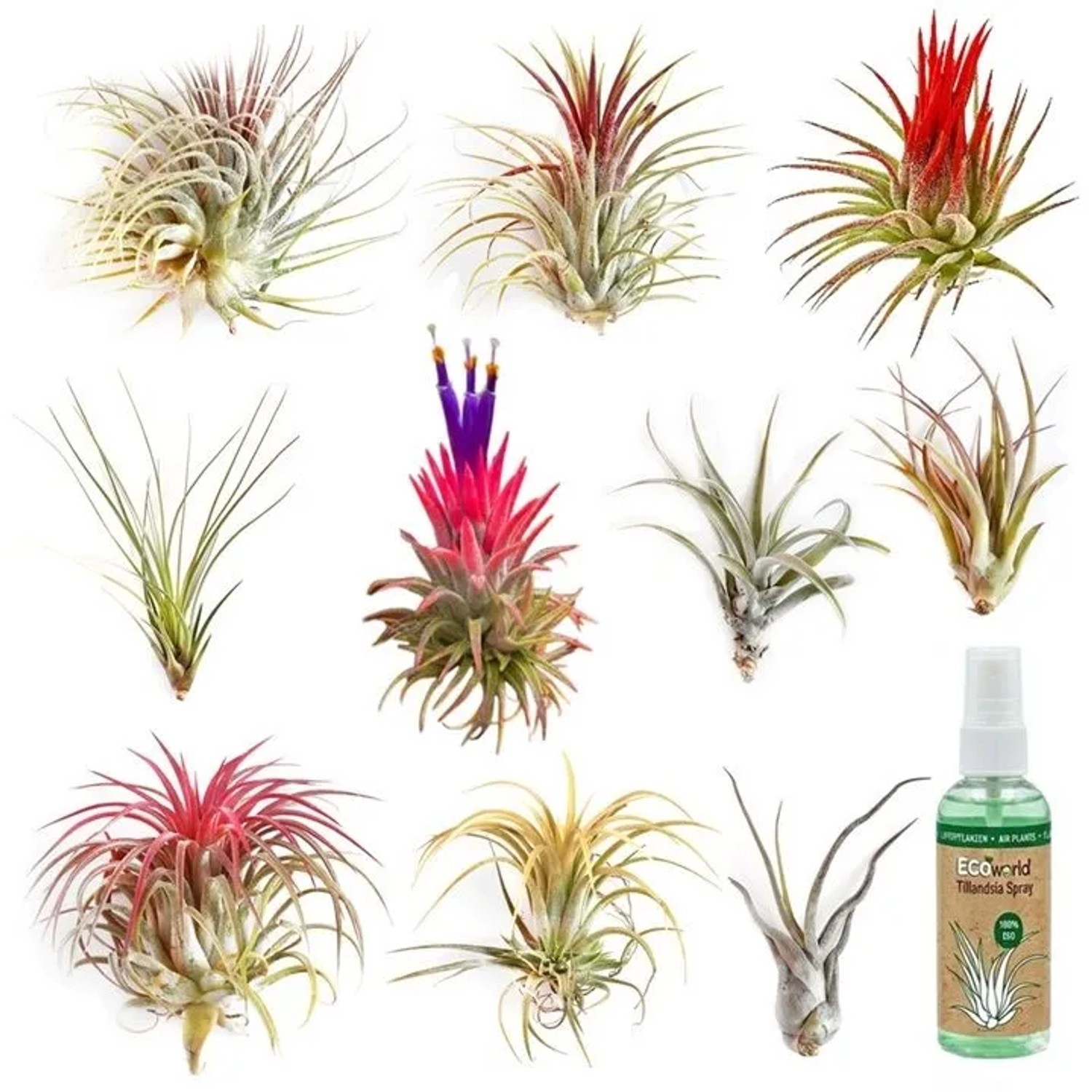 Vdvelde Tillandsia   10 Stück   Luftpflanzen   Inklusive Spray
