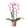 Rosa Kolibri Orchidee Phalaenopsis 'Niagara Fall' im 12cm Topf.