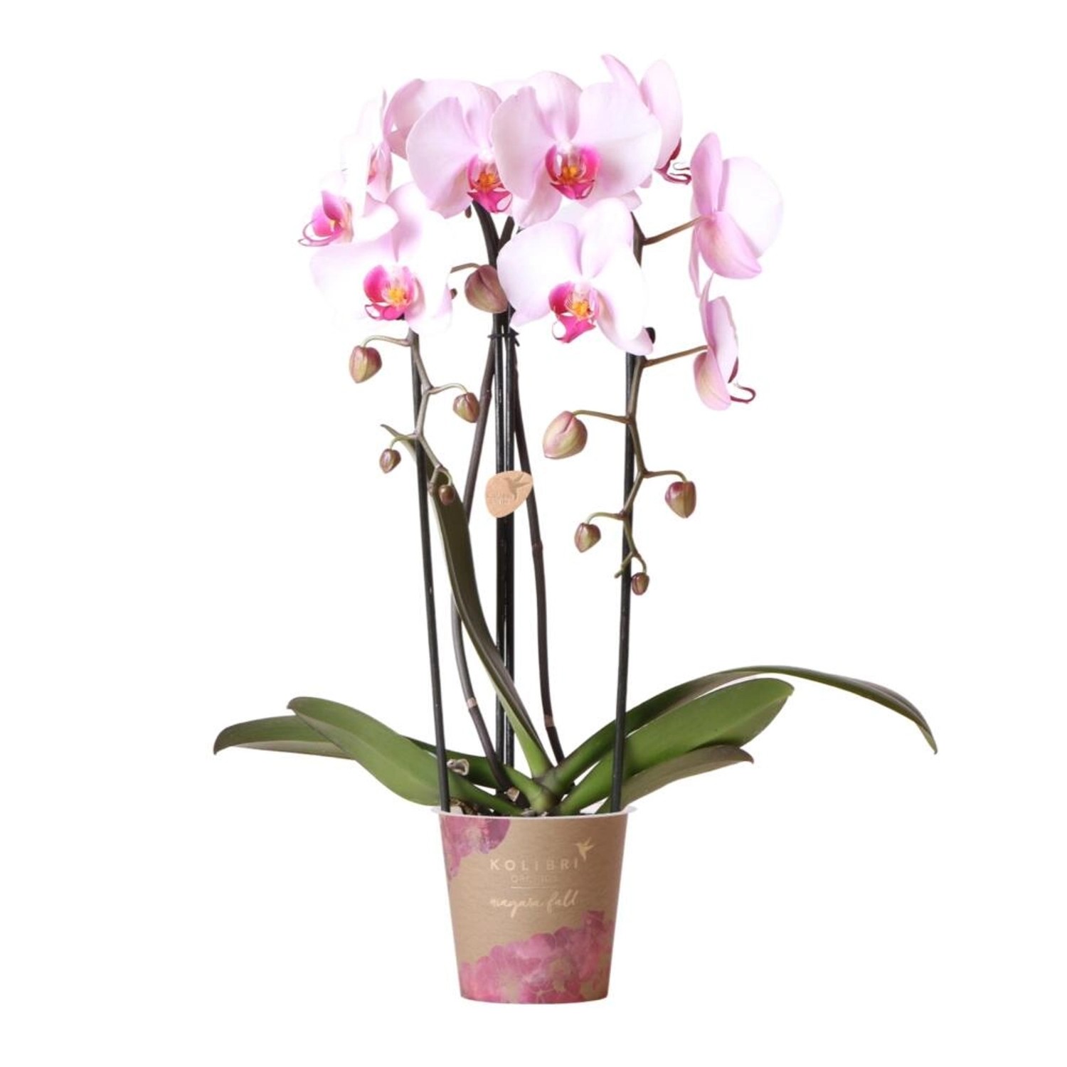 Kolibri Orchideen Rosa Phalaenopsis Orchidee Niagara Fall Topfgröße 12cm