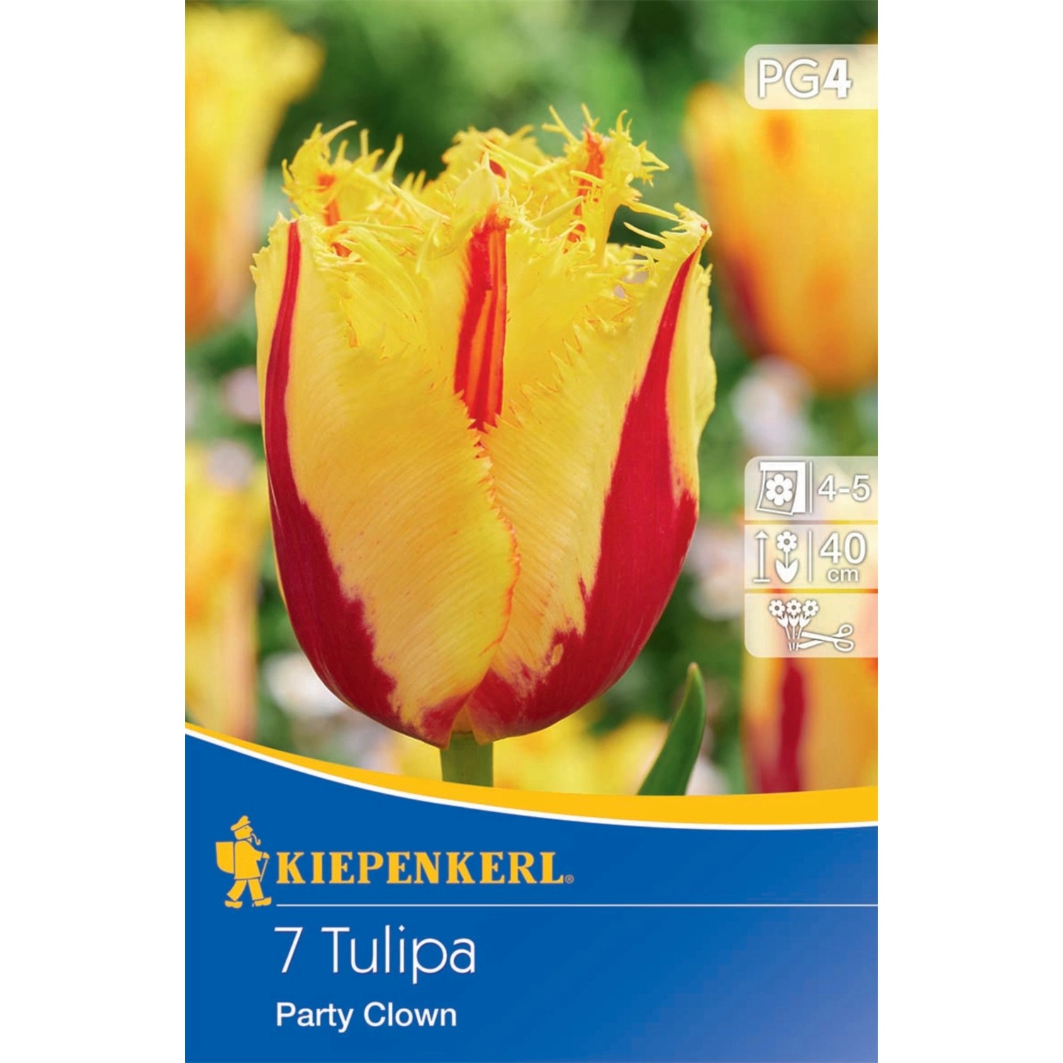 Kiepenkerl Blumenzwiebeln Gefranste Tulpen Party Clown  7 Stück günstig online kaufen