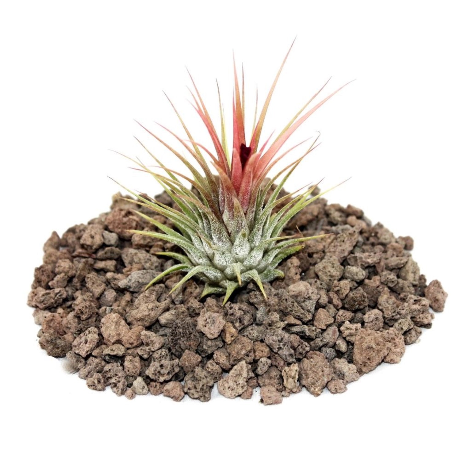 Exotenherz Tillandsia Ionantha Ionantha Lose Pflanze