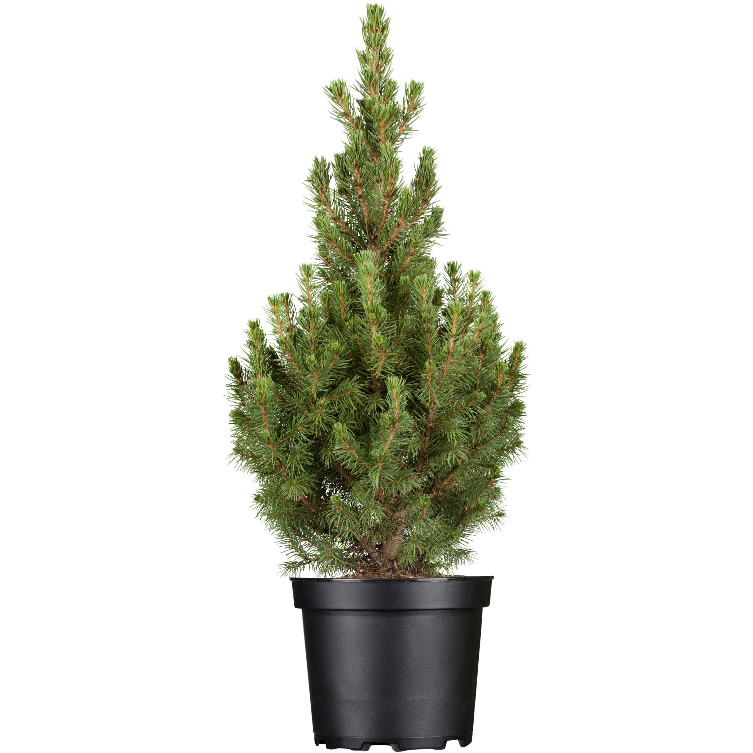 OBI Zuckerhutfichte Conica Höhe ca. 20 - 30 cm Topf ca. 2 l Picea günstig online kaufen