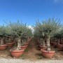 Sunny-Tree Olea Europea Winterharte Verzweigter Olivenbaum 180 cm im Decotopf 45 Jahre alt_7
