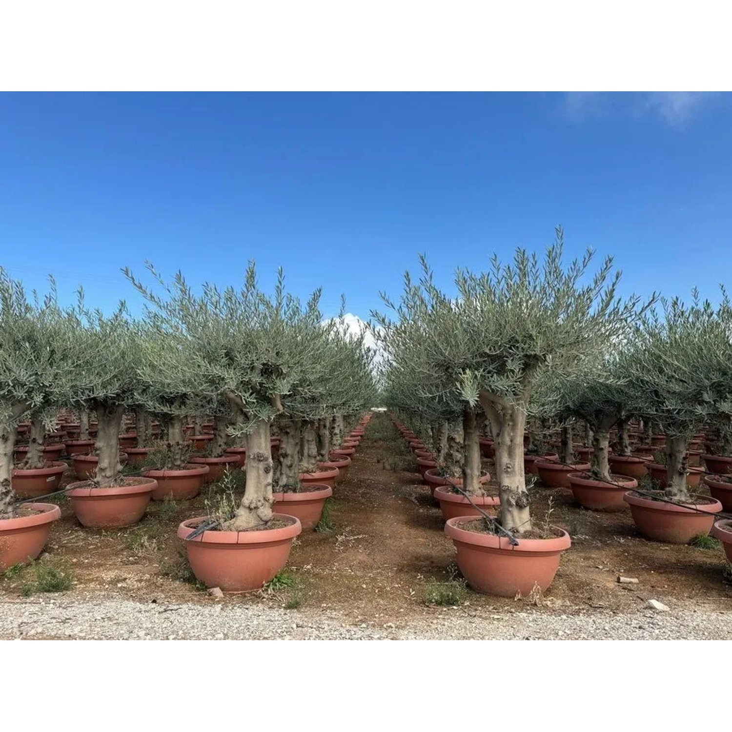 Sunny-Tree Olea Europea Winterharte Verzweigter Olivenbaum 180 cm im Decotopf 45 Jahre alt_7