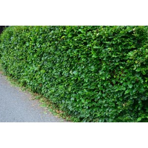 Grüne Hecke aus Rotbuchen (Fagus sylvatica), 15-30 cm hoch.