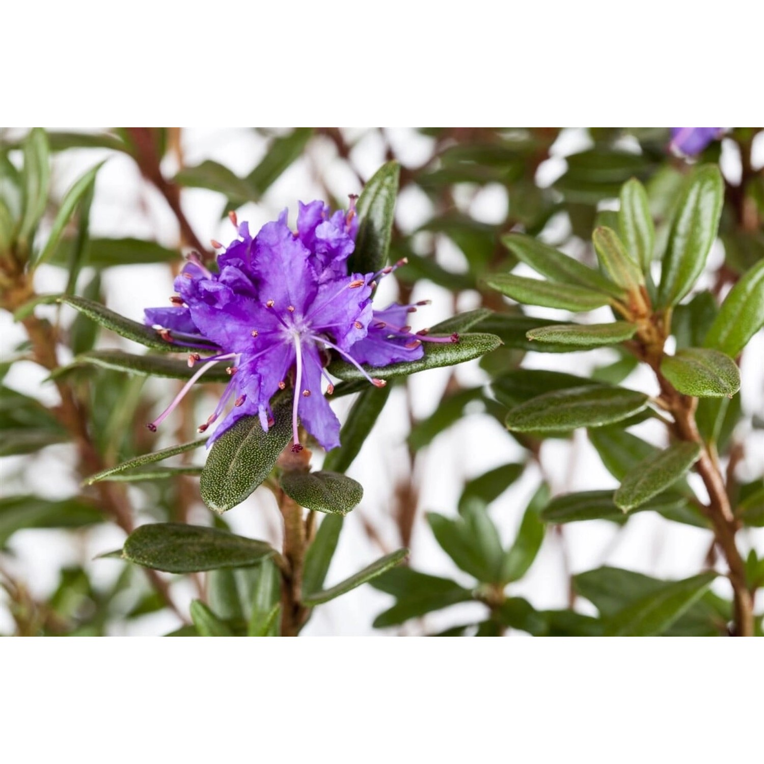 Rhododendron Impeditum Azurika Zwerg-Rhododendron Violettblau 15–20 cm günstig online kaufen