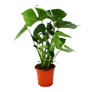 Fensterblatt (Monstera Deliciosa) im 21cm Topf, ca. 50-60cm hoch.
