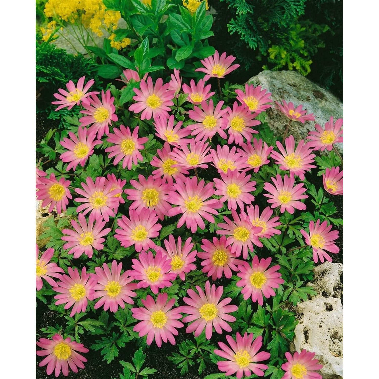 Anemone Blanda Pink Star Balkan Windröschen Ca. 9x9 cm Topf günstig online kaufen