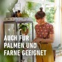 Frau gießt Palme mit COMPO Düngestäbchen im Wohnzimmer.