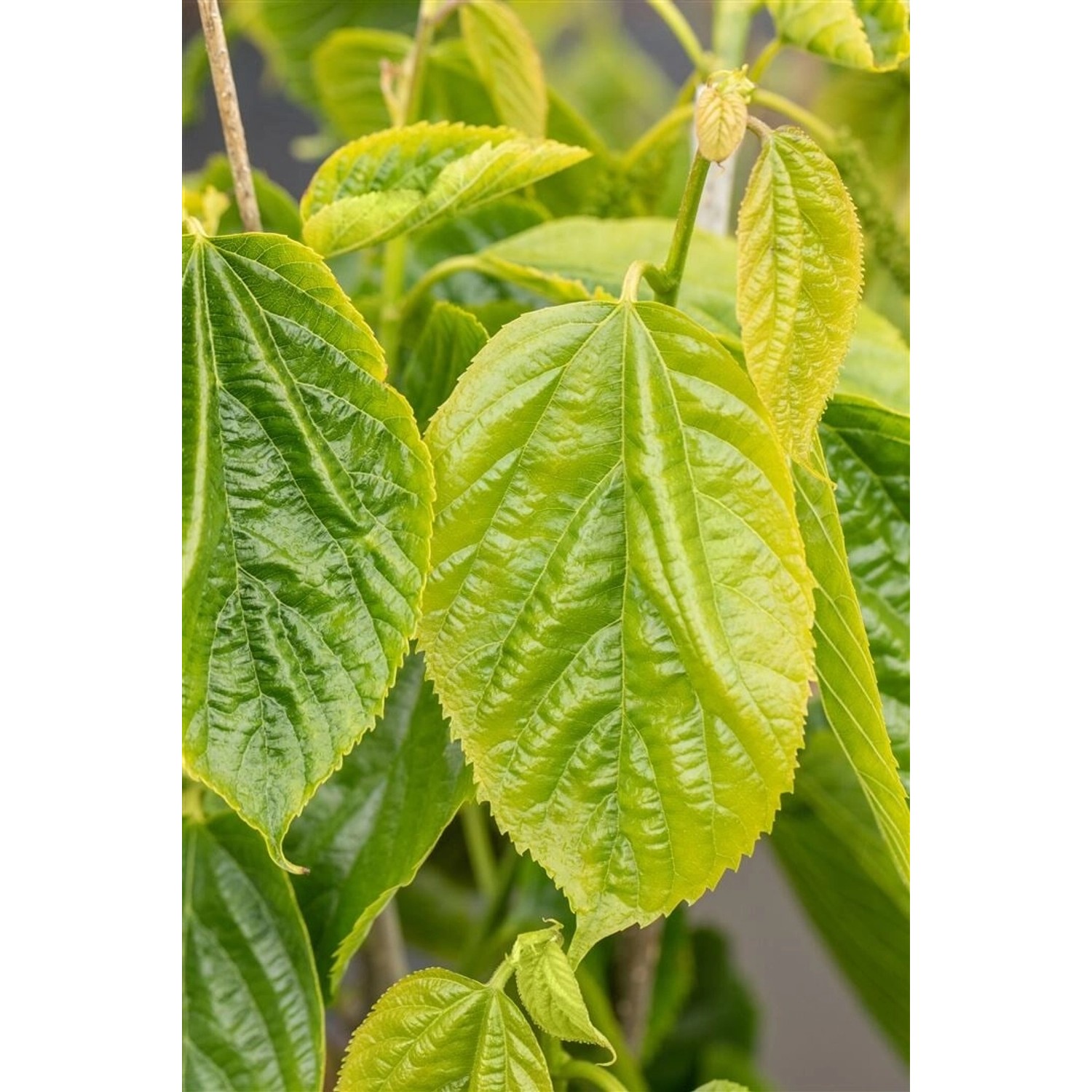 Morus Alba Giant Fruit 50-60 cm günstig online kaufen