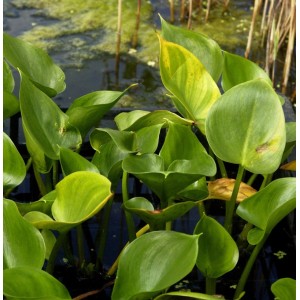 Grüne Sumpfcalla (Calla palustris) Staude im Wasser, Nahaufnahme.