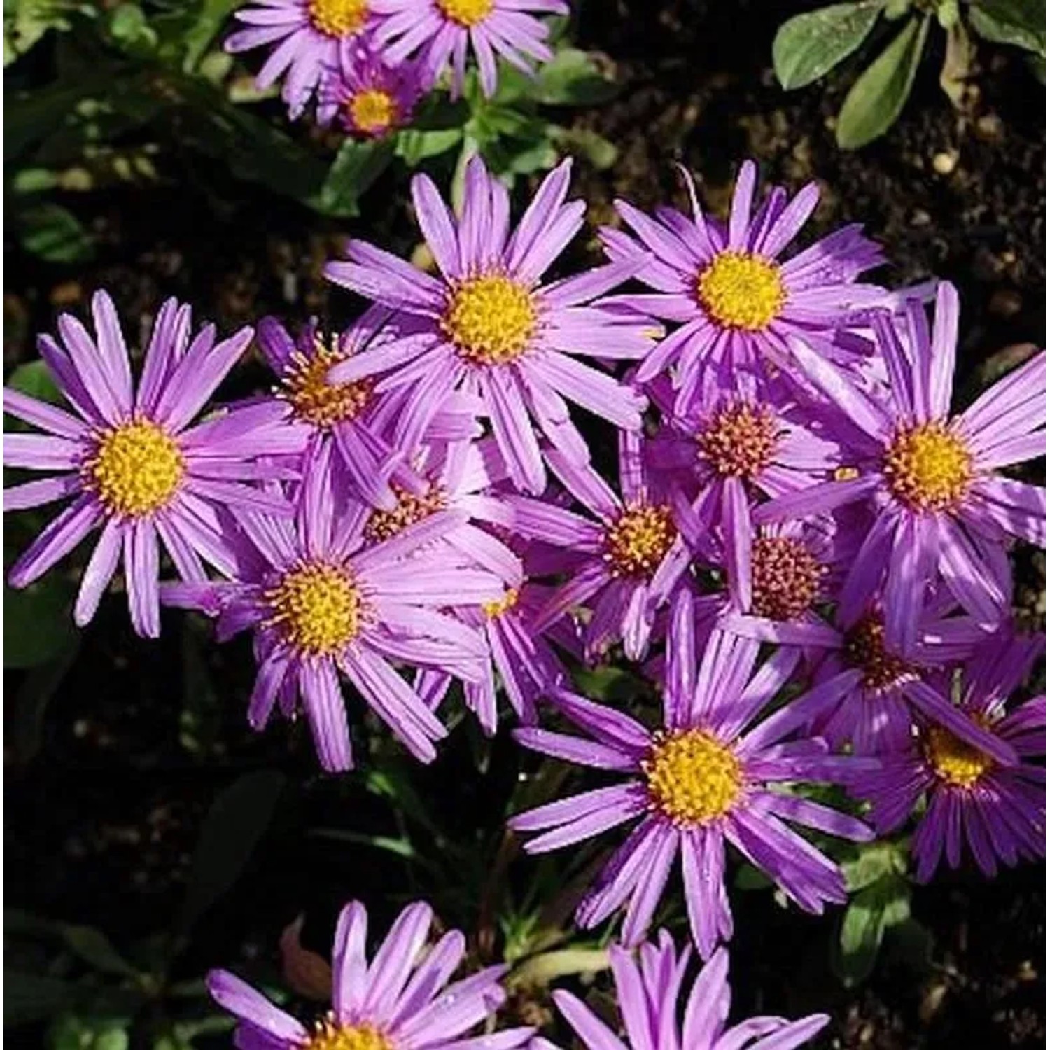 Sommeraster Lady Hindlip - Aster amellus