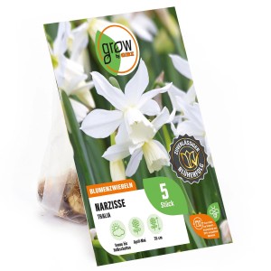 GROW by OBI Narzisse Thalia, weiße Blüten, 5 Stück Blumenzwiebeln im Paket.