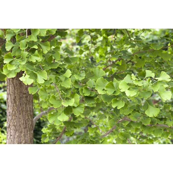 Ginkgobaum Kaufen Dehner
