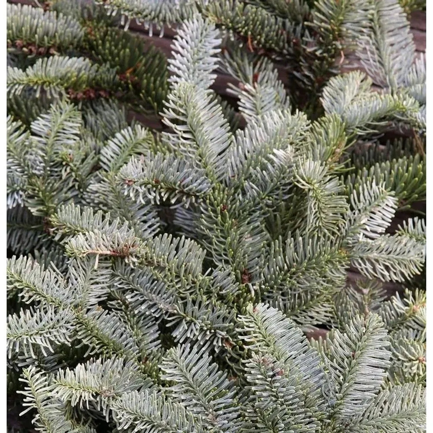 Silbertanne Wiesmoor Nixe 20-25cm - Abies procera