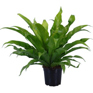 Nestfarn (Asplenium antiquum) im Topf, grüne Zimmerpflanze für halbschattige Standorte.