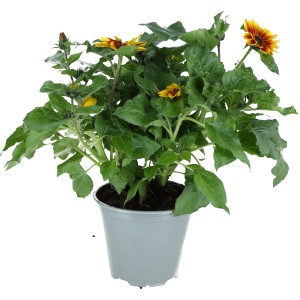Sonnenblume Multiflower im Topf, ca. 30-40 cm hoch. Sommerblüher für Garten und Balkon.