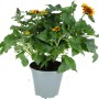 Sonnenblume Multiflower im Topf, ca. 30-40 cm hoch. Sommerblüher für Garten und Balkon.