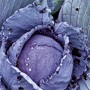 Nahaufnahme eines violetten Rotkohls 'Roodkop' mit Tautropfen auf den Blättern. Frisches Gemüse für den Garten.