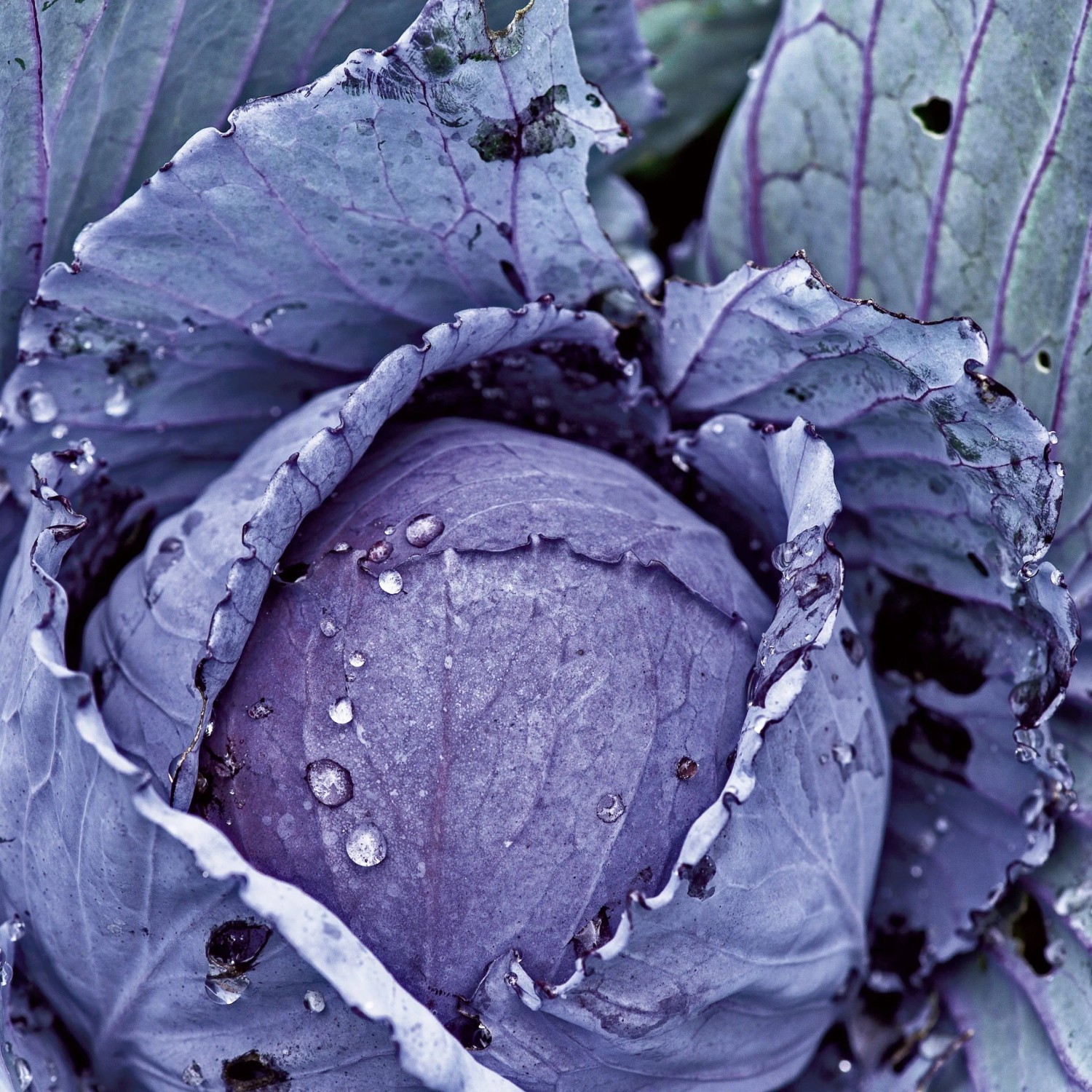 Nahaufnahme eines violetten Rotkohls 'Roodkop' mit Tautropfen auf den Blättern. Frisches Gemüse für den Garten.