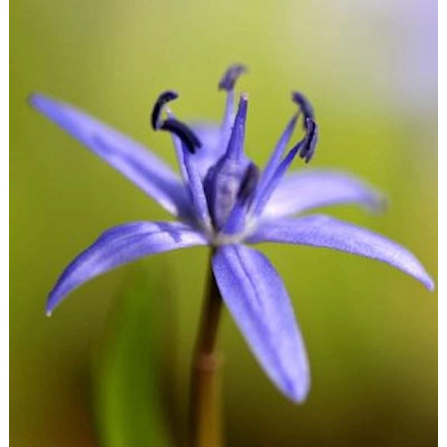 Zweiblättriger Blaustern - Scilla bifolia günstig online kaufen