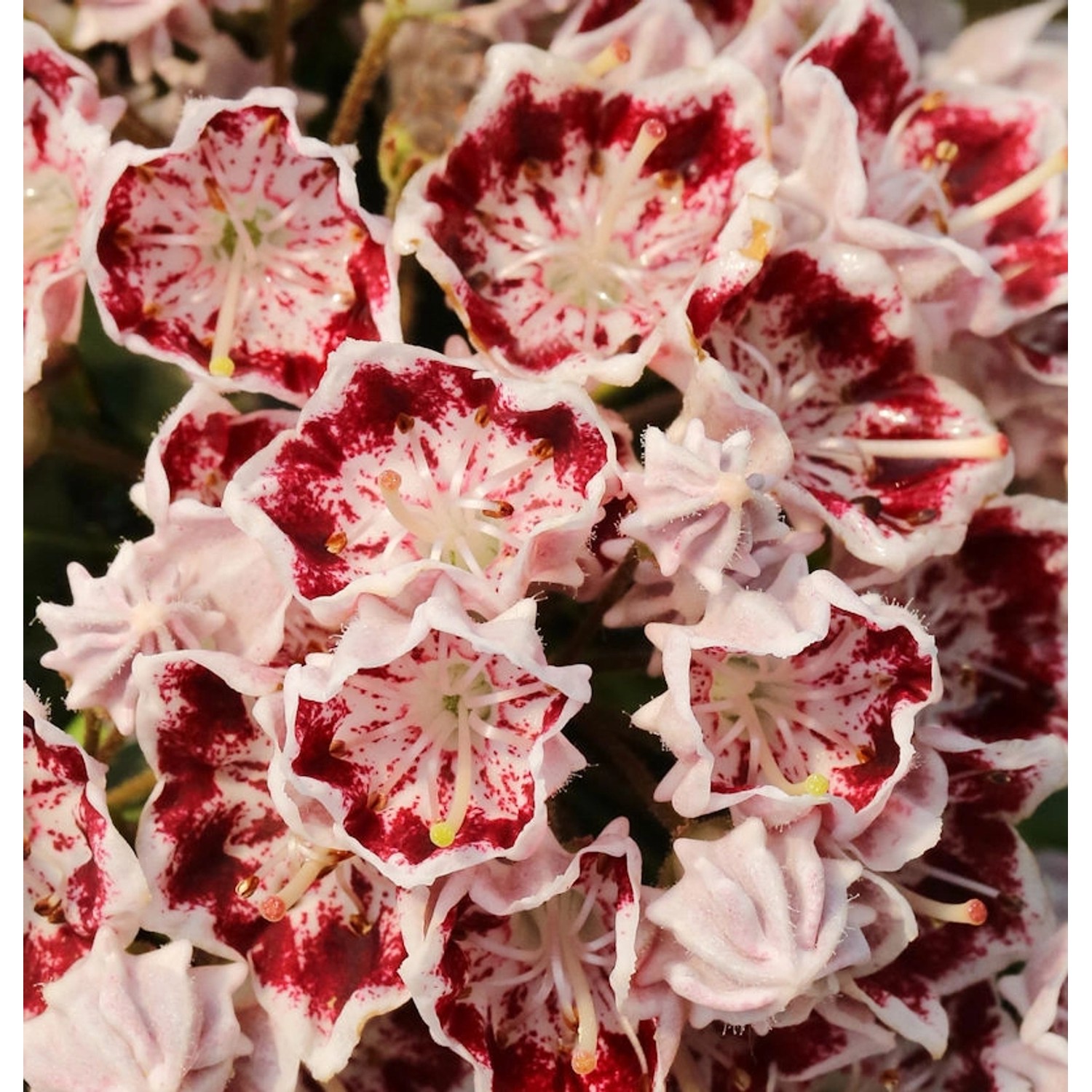 Großer Berglorbeer Bandeau 25-30cm - Kalmia latifolia günstig online kaufen