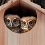 Zwei junge Eulen im Relaxdays Nistkasten aus Tannenholz. Naturfarben und wetterbeständig.