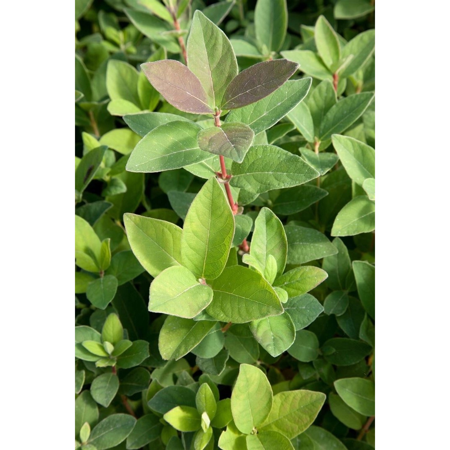 Lonicera Kamtschatica Blue Velvet -R- Honigbeere 30–40 Cm günstig online kaufen