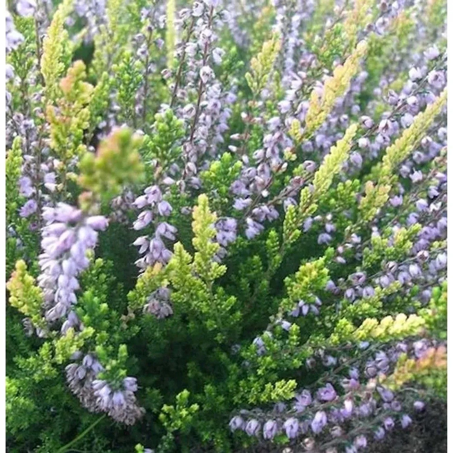 Image of 10x Besenheide Easter Bonfire - Calluna vulgaris