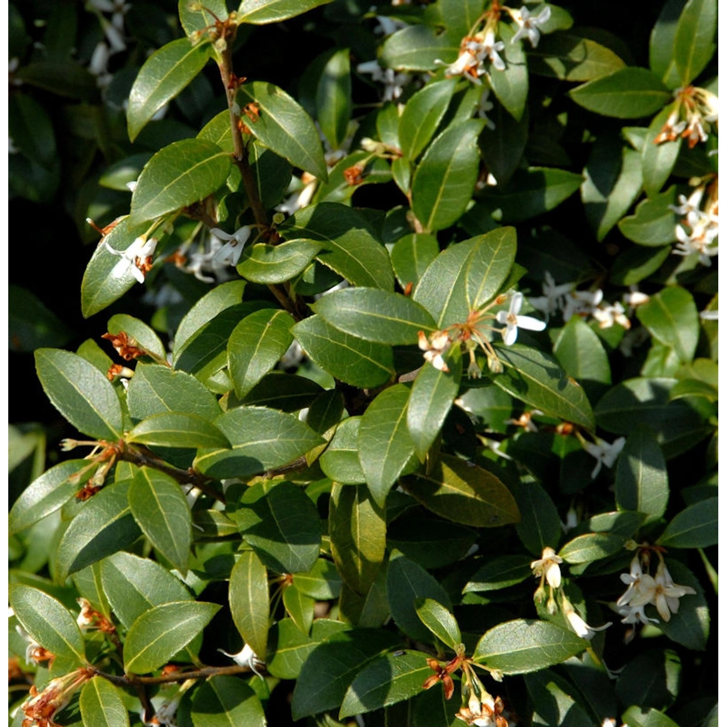 Süße Duftblüte 60-80cm - Osmanthus fragans günstig online kaufen