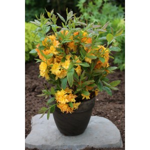 Gelb-orange Azalee Sun Star im Topf, ca. 40-60 cm hoch. Rhododendron für Garten und Beet.