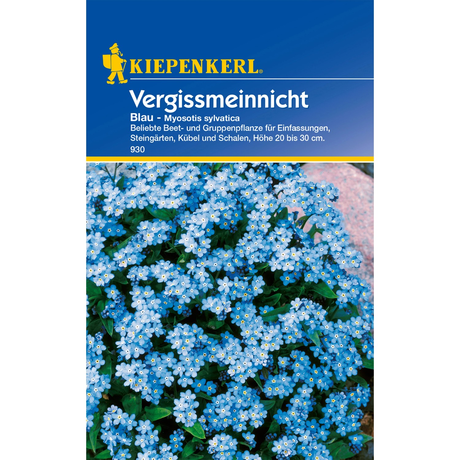 Kiepenkerl Vergissmeinnicht-Blau Wald-Vergissmeinnicht Myosotis sylvatica