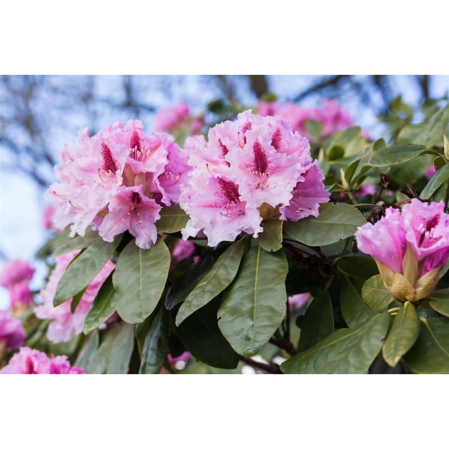 Rhododendron Hybr. Holstein Leuchtend Rot 100–120 cm günstig online kaufen