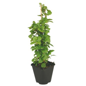 Junge, weiße Kletterhortensie im Topf, ca. 50-60 cm hoch, mit Rankhilfe.