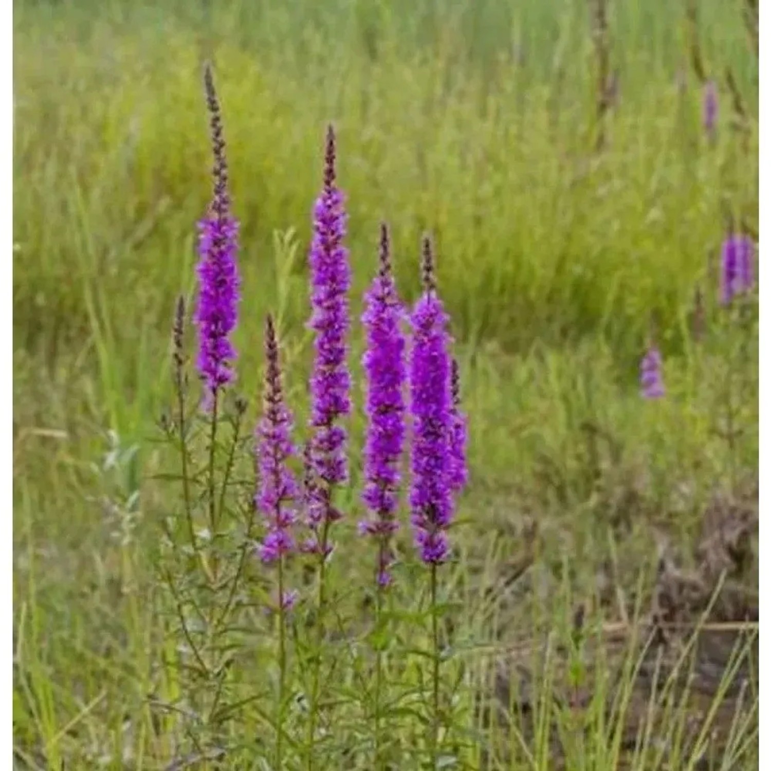 Gewöhnlicher Blutweiderich - Lythrum salicaria