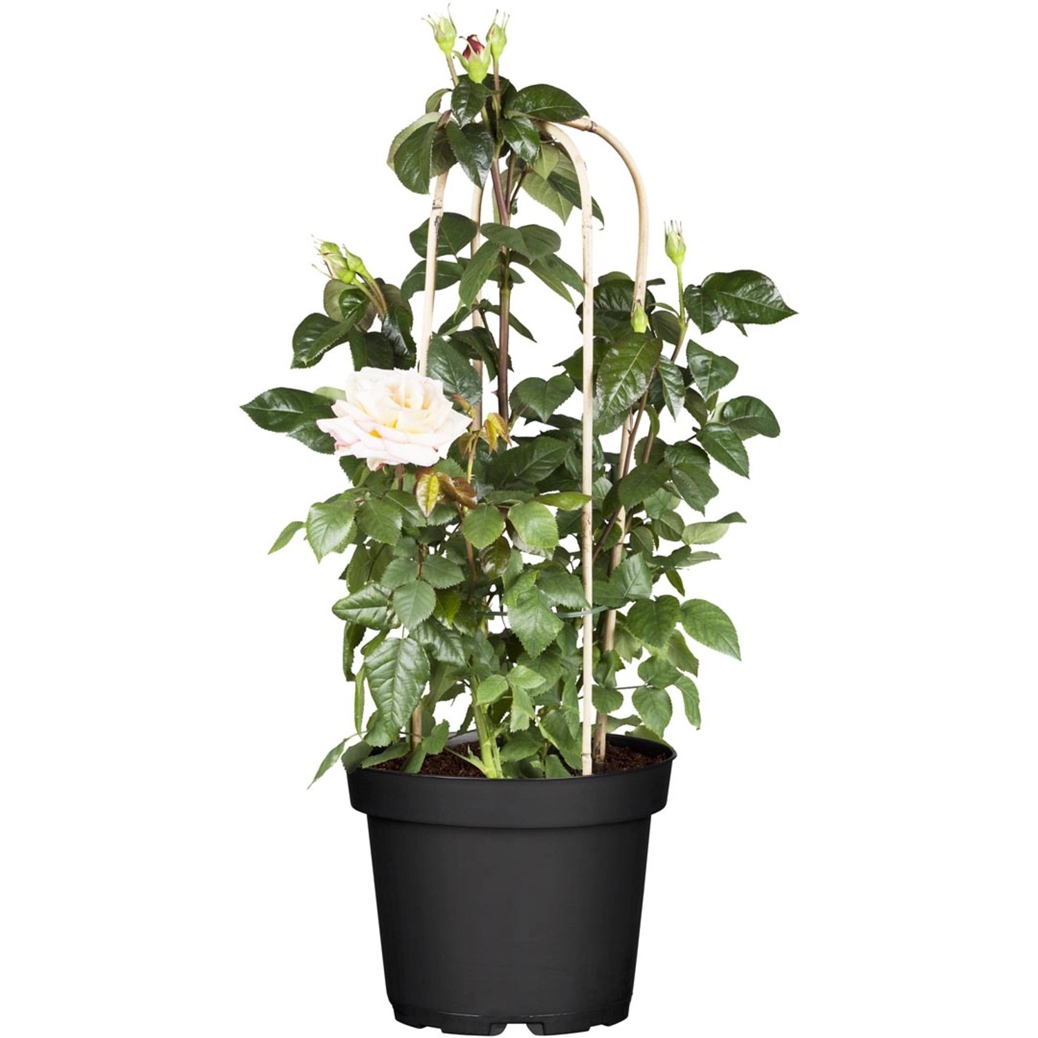 Edelrose Weiß Höhe ca. 20 - 30 cm Topf ca. 4,6 l Rosa Hybride