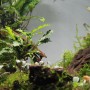 Aquariumpflanze Dennerle Bucephalandra Wavy Leaf auf Wurzel, Detailaufnahme.