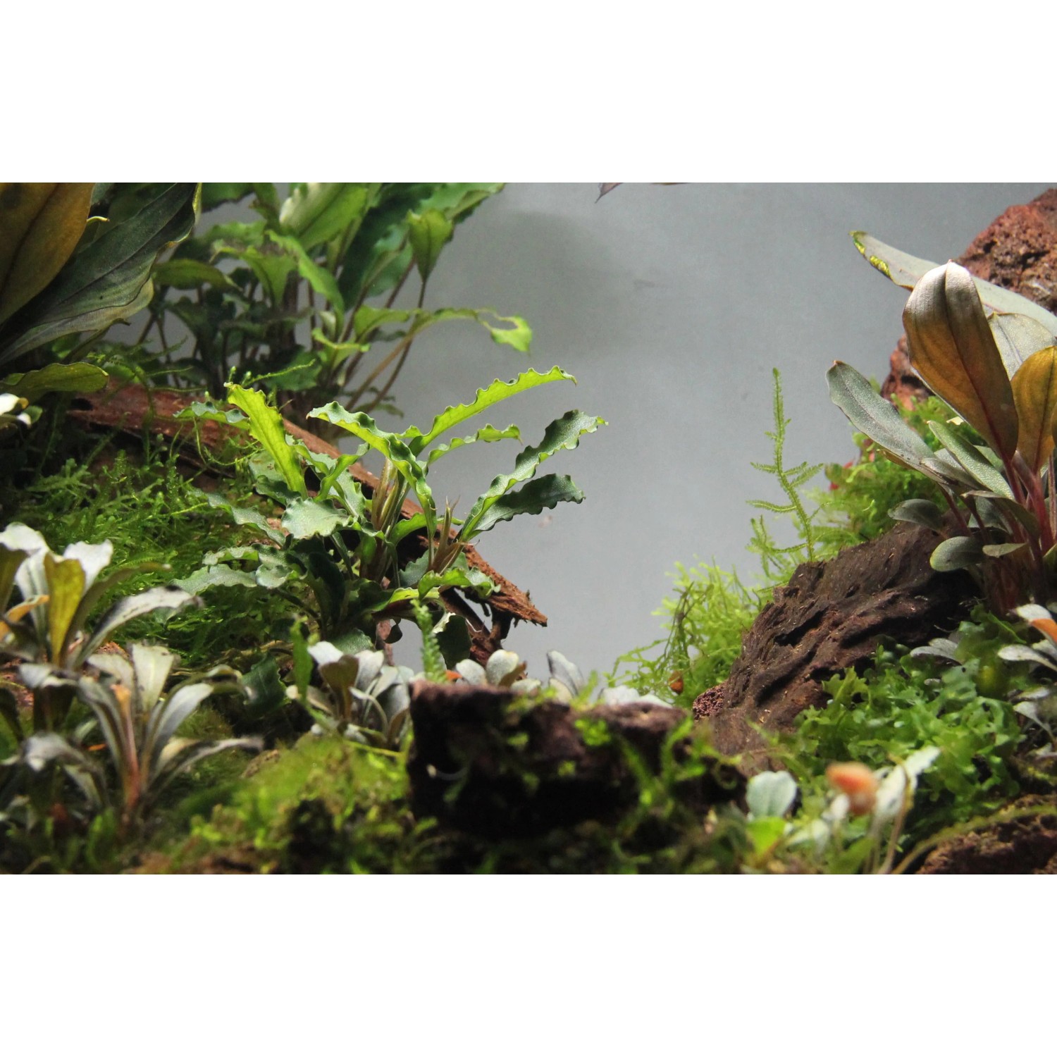 Aquariumpflanze Dennerle Bucephalandra Wavy Leaf auf Wurzel, Detailaufnahme.