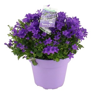 Beetpflanze Querbeet im lila Topf, Sortenauswahl, Topf-Ø ca. 15 cm.