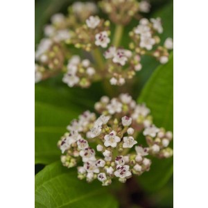 Nahaufnahme: Viburnum Davidii, immergrüner Schneeball mit weißen Blüten und grünen Blättern.