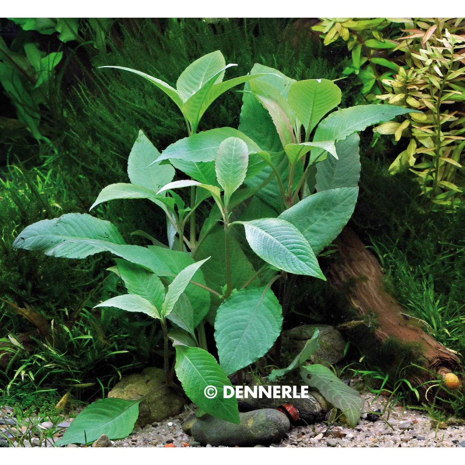 Dennerle Aquariumpflanze Hygrophila Corymbosa mit grünen Blättern im Aquarium.