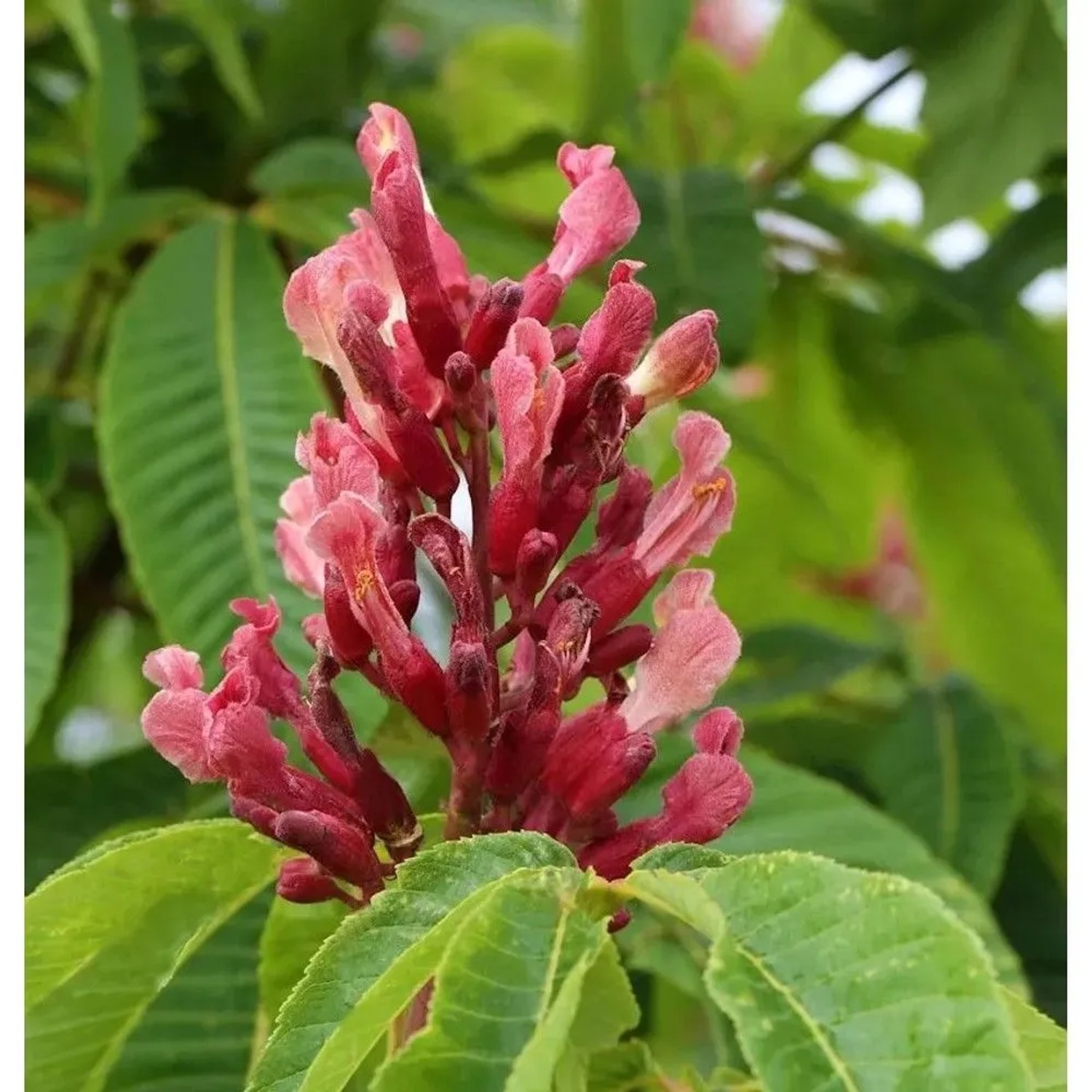 Hochstamm Zwergkastanie Rosea Nana 80-100cm - Aesculus pavia