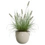 Beiger Elho Blumentopf Sereh (Ø 25 cm) mit Ziergras, ideal für Innen- und Außenbereich.