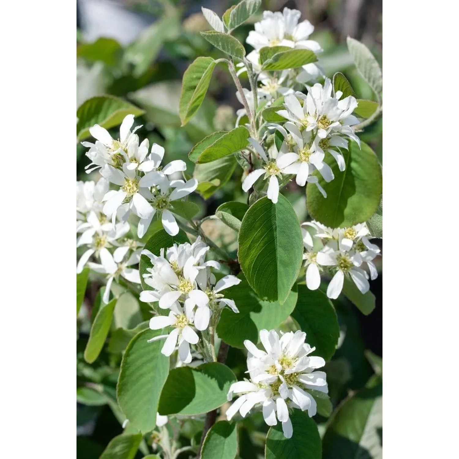 Felsenbirne Honeywood mit weißen Blüten und grünen Blättern. Beerenstrauch für Garten und Hecke.