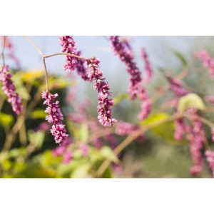 Rosa Blüten des Teppich-Knöterich Bistorta affinis, Nahaufnahme.