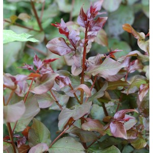 Chinesische Kräuselmyrte 'Rhapsody in Pink' mit rötlich-grünen Blättern.