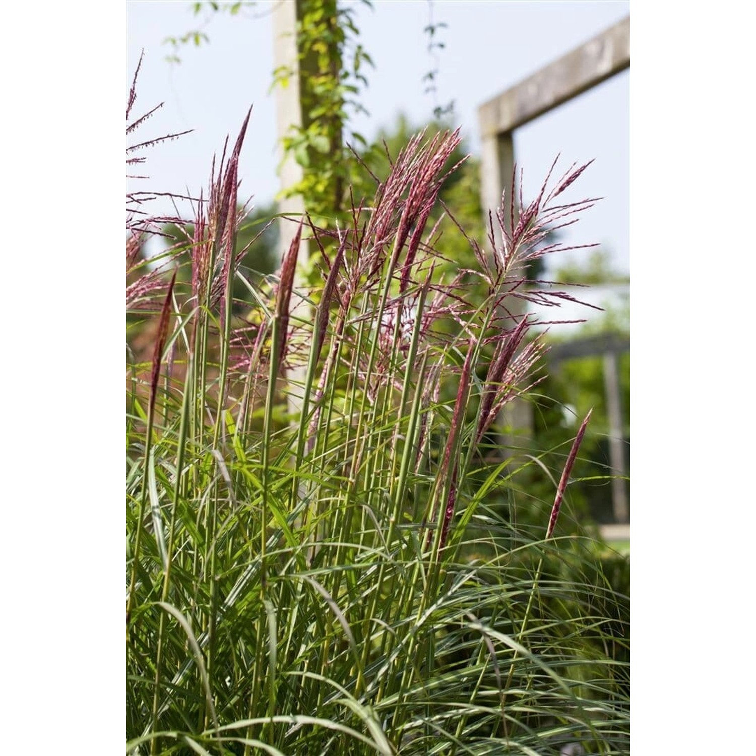 Miscanthus Sinensis Rotsilber Chinaschilf Rot-Silber Ca. 11x11 cm Topf günstig online kaufen