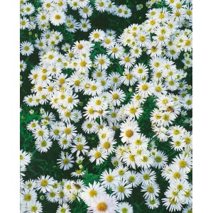 Nahaufnahme der Kissenaster Schneezicklein mit vielen kleinen, weißen Blüten und gelber Mitte.
